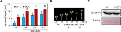 Overexpression of BBX18 Promotes Thermomorphogenesis Through the PRR5-PIF4 Pathway